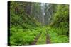 California, Del Norte Coast Redwoods State Park, Damnation Creek Trail and Redwood trees-Jamie & Judy Wild-Stretched Canvas