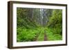 California, Del Norte Coast Redwoods State Park, Damnation Creek Trail and Redwood trees-Jamie & Judy Wild-Framed Photographic Print