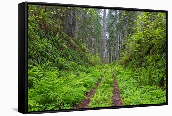 California, Del Norte Coast Redwoods State Park, Damnation Creek Trail and Redwood trees-Jamie & Judy Wild-Framed Stretched Canvas