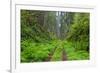 California, Del Norte Coast Redwoods State Park, Damnation Creek Trail and Redwood trees-Jamie & Judy Wild-Framed Photographic Print