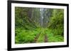 California, Del Norte Coast Redwoods State Park, Damnation Creek Trail and Redwood trees-Jamie & Judy Wild-Framed Photographic Print