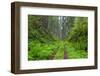 California, Del Norte Coast Redwoods State Park, Damnation Creek Trail and Redwood trees-Jamie & Judy Wild-Framed Photographic Print