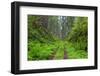 California, Del Norte Coast Redwoods State Park, Damnation Creek Trail and Redwood trees-Jamie & Judy Wild-Framed Photographic Print