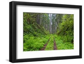 California, Del Norte Coast Redwoods State Park, Damnation Creek Trail and Redwood trees-Jamie & Judy Wild-Framed Photographic Print