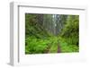 California, Del Norte Coast Redwoods State Park, Damnation Creek Trail and Redwood trees-Jamie & Judy Wild-Framed Photographic Print