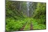 California, Del Norte Coast Redwoods State Park, Damnation Creek Trail and Redwood trees-Jamie & Judy Wild-Mounted Photographic Print