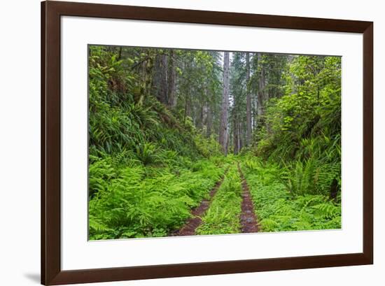 California, Del Norte Coast Redwoods State Park, Damnation Creek Trail and Redwood trees-Jamie & Judy Wild-Framed Premium Photographic Print