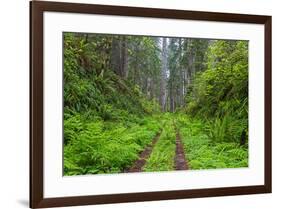 California, Del Norte Coast Redwoods State Park, Damnation Creek Trail and Redwood trees-Jamie & Judy Wild-Framed Premium Photographic Print