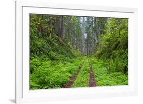 California, Del Norte Coast Redwoods State Park, Damnation Creek Trail and Redwood trees-Jamie & Judy Wild-Framed Premium Photographic Print