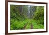 California, Del Norte Coast Redwoods State Park, Damnation Creek Trail and Redwood trees-Jamie & Judy Wild-Framed Premium Photographic Print