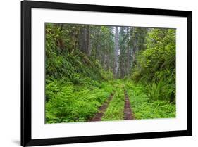 California, Del Norte Coast Redwoods State Park, Damnation Creek Trail and Redwood trees-Jamie & Judy Wild-Framed Premium Photographic Print
