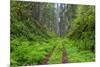 California, Del Norte Coast Redwoods State Park, Damnation Creek Trail and Redwood trees-Jamie & Judy Wild-Mounted Premium Photographic Print