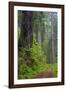 California, Del Norte Coast Redwoods State Park, Damnation Creek Trail and Redwood trees-Jamie & Judy Wild-Framed Photographic Print