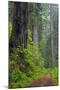 California, Del Norte Coast Redwoods State Park, Damnation Creek Trail and Redwood trees-Jamie & Judy Wild-Mounted Photographic Print