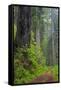 California, Del Norte Coast Redwoods State Park, Damnation Creek Trail and Redwood trees-Jamie & Judy Wild-Framed Stretched Canvas