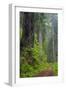 California, Del Norte Coast Redwoods State Park, Damnation Creek Trail and Redwood trees-Jamie & Judy Wild-Framed Photographic Print