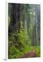 California, Del Norte Coast Redwoods State Park, Damnation Creek Trail and Redwood trees-Jamie & Judy Wild-Framed Photographic Print