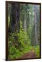 California, Del Norte Coast Redwoods State Park, Damnation Creek Trail and Redwood trees-Jamie & Judy Wild-Framed Photographic Print