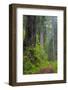 California, Del Norte Coast Redwoods State Park, Damnation Creek Trail and Redwood trees-Jamie & Judy Wild-Framed Photographic Print