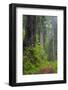 California, Del Norte Coast Redwoods State Park, Damnation Creek Trail and Redwood trees-Jamie & Judy Wild-Framed Photographic Print