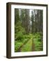 California, Del Norte Coast Redwoods State Park, Damnation Creek Trail and Redwood trees-Jamie & Judy Wild-Framed Photographic Print