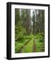 California, Del Norte Coast Redwoods State Park, Damnation Creek Trail and Redwood trees-Jamie & Judy Wild-Framed Photographic Print