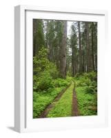 California, Del Norte Coast Redwoods State Park, Damnation Creek Trail and Redwood trees-Jamie & Judy Wild-Framed Photographic Print