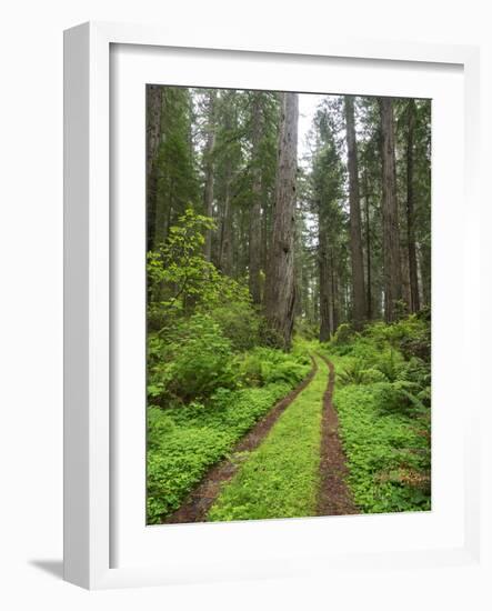 California, Del Norte Coast Redwoods State Park, Damnation Creek Trail and Redwood trees-Jamie & Judy Wild-Framed Photographic Print