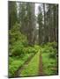 California, Del Norte Coast Redwoods State Park, Damnation Creek Trail and Redwood trees-Jamie & Judy Wild-Mounted Photographic Print