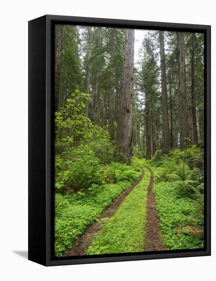 California, Del Norte Coast Redwoods State Park, Damnation Creek Trail and Redwood trees-Jamie & Judy Wild-Framed Stretched Canvas