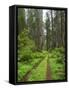 California, Del Norte Coast Redwoods State Park, Damnation Creek Trail and Redwood trees-Jamie & Judy Wild-Framed Stretched Canvas