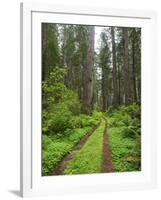 California, Del Norte Coast Redwoods State Park, Damnation Creek Trail and Redwood trees-Jamie & Judy Wild-Framed Photographic Print