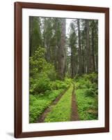 California, Del Norte Coast Redwoods State Park, Damnation Creek Trail and Redwood trees-Jamie & Judy Wild-Framed Photographic Print