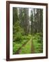 California, Del Norte Coast Redwoods State Park, Damnation Creek Trail and Redwood trees-Jamie & Judy Wild-Framed Photographic Print