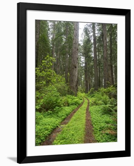 California, Del Norte Coast Redwoods State Park, Damnation Creek Trail and Redwood trees-Jamie & Judy Wild-Framed Photographic Print