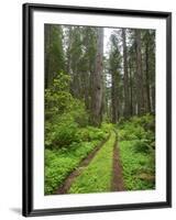California, Del Norte Coast Redwoods State Park, Damnation Creek Trail and Redwood trees-Jamie & Judy Wild-Framed Photographic Print
