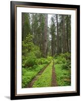 California, Del Norte Coast Redwoods State Park, Damnation Creek Trail and Redwood trees-Jamie & Judy Wild-Framed Photographic Print