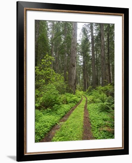 California, Del Norte Coast Redwoods State Park, Damnation Creek Trail and Redwood trees-Jamie & Judy Wild-Framed Photographic Print