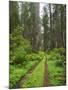 California, Del Norte Coast Redwoods State Park, Damnation Creek Trail and Redwood trees-Jamie & Judy Wild-Mounted Photographic Print