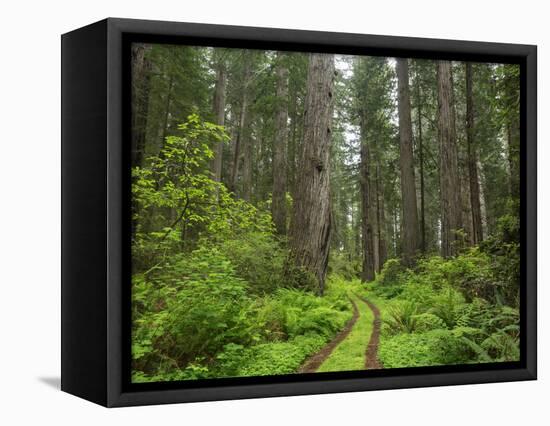 California, Del Norte Coast Redwoods State Park, Damnation Creek Trail and Redwood trees-Jamie & Judy Wild-Framed Stretched Canvas