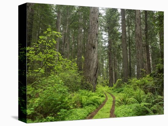 California, Del Norte Coast Redwoods State Park, Damnation Creek Trail and Redwood trees-Jamie & Judy Wild-Stretched Canvas