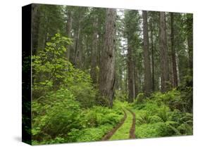 California, Del Norte Coast Redwoods State Park, Damnation Creek Trail and Redwood trees-Jamie & Judy Wild-Stretched Canvas