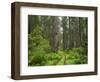 California, Del Norte Coast Redwoods State Park, Damnation Creek Trail and Redwood trees-Jamie & Judy Wild-Framed Photographic Print