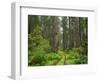 California, Del Norte Coast Redwoods State Park, Damnation Creek Trail and Redwood trees-Jamie & Judy Wild-Framed Photographic Print