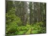 California, Del Norte Coast Redwoods State Park, Damnation Creek Trail and Redwood trees-Jamie & Judy Wild-Mounted Photographic Print