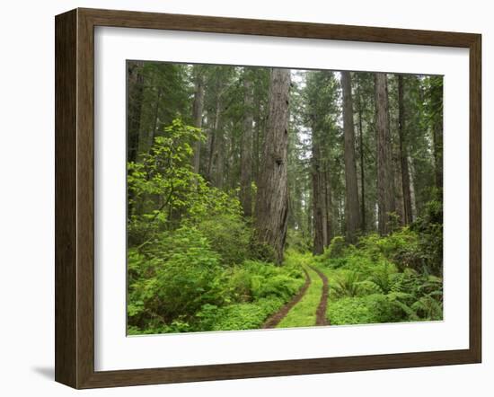 California, Del Norte Coast Redwoods State Park, Damnation Creek Trail and Redwood trees-Jamie & Judy Wild-Framed Premium Photographic Print