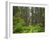 California, Del Norte Coast Redwoods State Park, Damnation Creek Trail and Redwood trees-Jamie & Judy Wild-Framed Premium Photographic Print