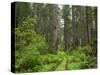 California, Del Norte Coast Redwoods State Park, Damnation Creek Trail and Redwood trees-Jamie & Judy Wild-Stretched Canvas