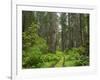 California, Del Norte Coast Redwoods State Park, Damnation Creek Trail and Redwood trees-Jamie & Judy Wild-Framed Photographic Print