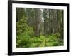 California, Del Norte Coast Redwoods State Park, Damnation Creek Trail and Redwood trees-Jamie & Judy Wild-Framed Photographic Print